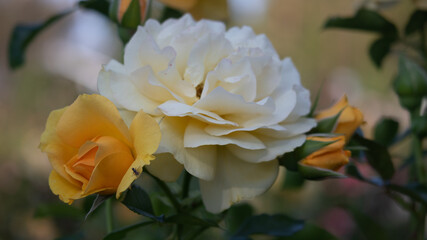 Flower Closeups of Beautiful Roses of Several Colors from multiple Species