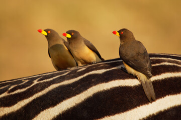 Yellow-billed Oxpecker - Buphagus africanus  passerine bird in Buphagidaem, native to the savannah of Sub-Saharan Africa, symbiotic and parasitic to big mammals, on zebra