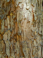 Tree Background