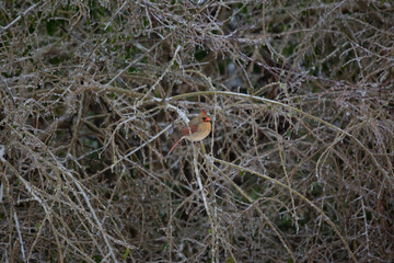 Female Cardinal on Cold Foliage