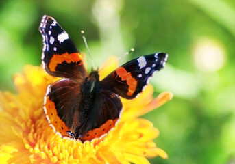 Bright butterfly  Vanessa atalanta sitting on a flower
