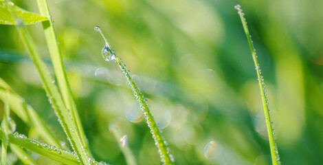 A large drop of water on a blade of grass and many small drops