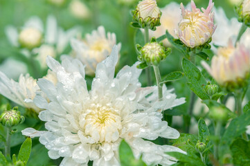 Part of a bouquet of white chrysanthemums, selective focus