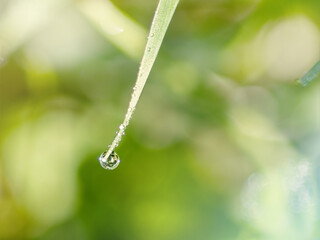A large drop of water hangs from a blade of grass