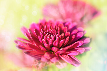 Red chrysanthemum with raindrops close up, after rain in sunny weather,  floral background