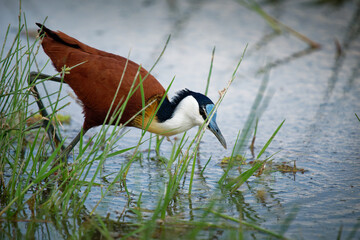 African Jacana - Actophilornis africanus  is a wader bird in family Jacanidae, identifiable by long toes and long claws that enable them to walk on floating vegetation in shallow lakes, blue water