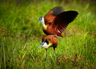 African Jacana - Actophilornis africanus  is a wader bird in family Jacanidae, identifiable by long toes and long claws to walk on floating vegetation in shallow lakes, pair nesting and mating
