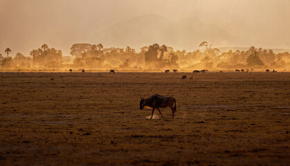 Eastern White-bearded Wildebeest - Connochaetes taurinus albojubatus also brindled gnu, antelope in Eastern and Southern Africa, belongs to Bovidae with antelopes, cattle, goats, sheep, ungulates