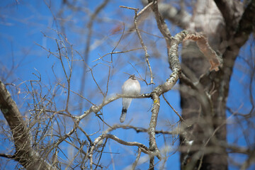 Blue Jay Calling on a Cold Day