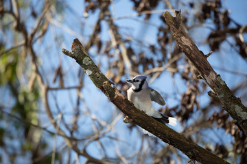 Curious Blue Jay Looking Out