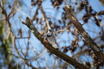 Curious Blue Jay Looking Out