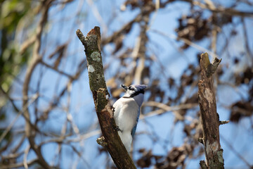 Curious, Cautious Blue Jay