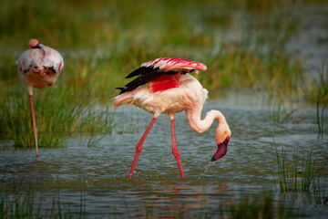 Lesser Flamingo - Phoeniconaias minor the smallest species of flamingo bird, in sub-Saharan Africa and northwestern India, pink to red long legged water bird, bathing and feeding in the lake