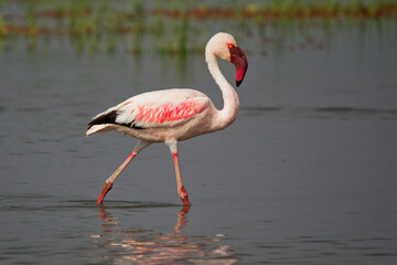 Fototapeta na wymiar Lesser Flamingo - Phoeniconaias minor the smallest species of flamingo bird, in sub-Saharan Africa and northwestern India, pink to red long legged water bird, bathing and feeding in the lake