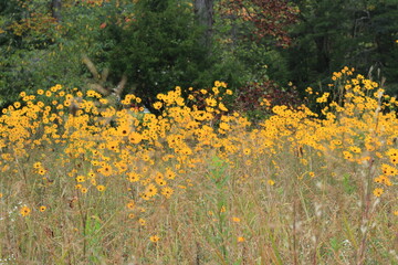 Obraz premium yellow wildflowers in a field