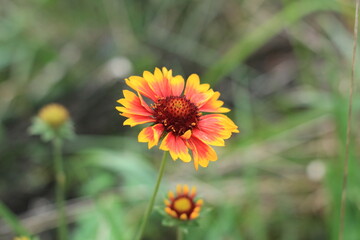red and yellow flower outside