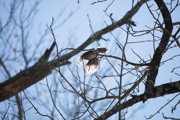 Blue Jay Flying from a Branch