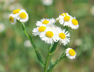 An armful of white and yellow daisies on a green background