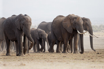 Fototapeta na wymiar African Bush Elephant - Loxodonta africana big herd of elephants with cubs walking in dusty dry savannah, near to black and white picture, Kenya Africa