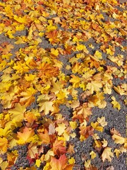 Background group autumn orange leaves.