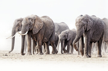 African Bush Elephant - Loxodonta africana big herd of elephants with cubs walking in dusty dry savannah, near to black and white picture, Kenya Africa - obrazy, fototapety, plakaty