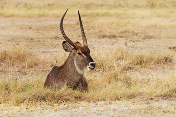 Common Waterbuck - Kobus ellipsiprymnus lying large horned antelope found widely in sub-Saharan Africa, placed in family Bovidae, face to face view, scrub and savanna along rivers, lakes