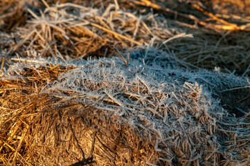 dry yellow grass covered with frost
