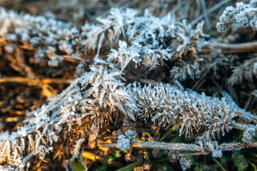 dry yellow grass covered with frost