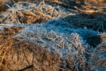 dry yellow grass covered with frost