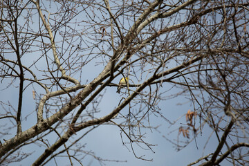American Goldfinch on a Branch
