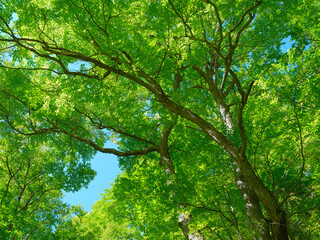 Fototapeta premium 森