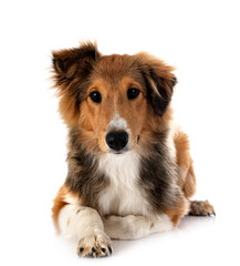 Shetland Sheepdog in studio