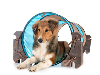 Shetland Sheepdog in studio