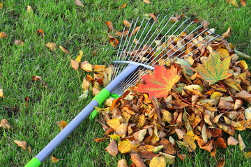 grabie w jesiennych liściach w ogrodzie. rake in autumn leaves in the garden. - obrazy, fototapety, plakaty