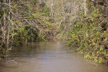 Swamp Flowing in a Forest