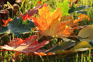 Liść jesienny oświetlony promieniami słońca. Autumn leaf illuminated by the rays of the sun. - obrazy, fototapety, plakaty