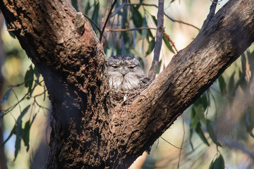 Tawny Frogmouth nesting on top of its chicks.