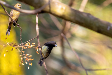 A couple of Yellow-bellied Seedeater also know as Baiano or Papa-capim perched on a tree branch in a forest. Species Sporophila nigricollis. Bird lover. Birdwathching. Nature
