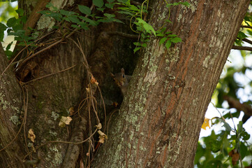 Curious Eastern Gray Squirrel
