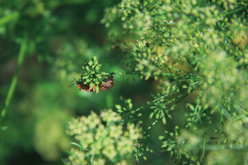 Two red beetles are sitting on a branch in the green grass