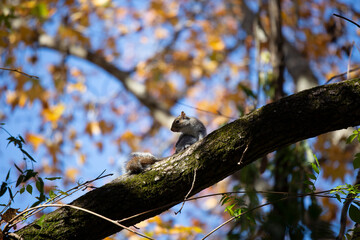 Eastern Gray Squirrel