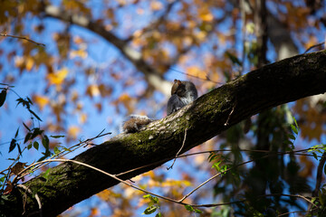 Eastern Gray Squirrel