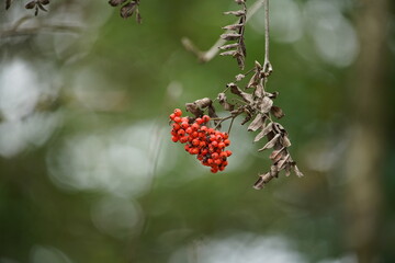 Vogelbeeren, Eberesche im Spätsommer mit roten Beeren, Sorbus aucuparia