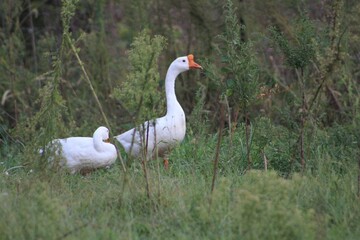 white goose in the grass