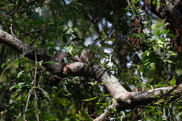 Curious Eastern Gray Squirrel