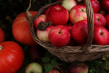 The concept of autumn and harvest. Unity with nature. Fruits and vegetables grown in your own garden. A wicker basket full of ripe red apples, on which sits a brown frog