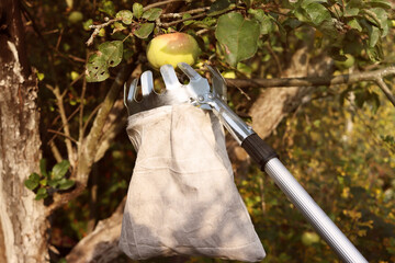Sunny autumn day. Harvesting. A tool for picking apples from the upper branches of a tree. Own garden