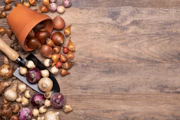 Fotobehang Krokus Flower bulbs of tulips, daffodils, hyacinths and other on wooden background, top view  © photka