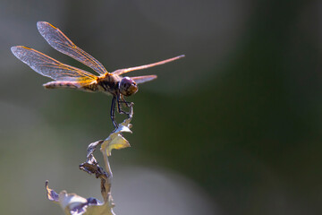 orange-purple dragonfly on a dark blurred background on a dry bush