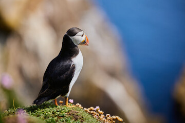 puffin birds on the Saltee Islands in Ireland, Fratercula arctica